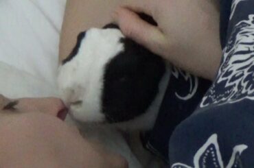 Rabbit settling in for an afternoon nap