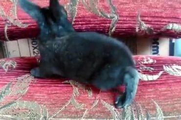 Cute Little Black Baby Rabbit (Bunny) - Child Of A Giant Father Black Rabbit (Bunny)