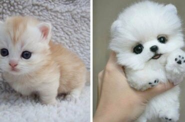 Cute baby animals Videos Compilation cutest moment of the animals   Soo Cute! #9 3