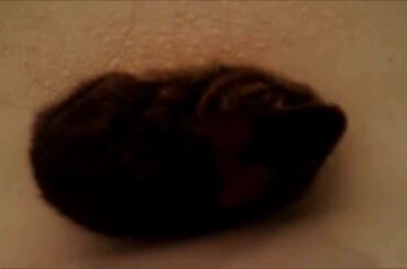 Baby Bunny Rabbit in the Bathtub...Rescued From Cat Attack!