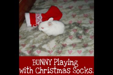 Baby Rabbit Playing with Christmas Socks_ BEST THING YOU WILL SEE TODAY ON INTERNET