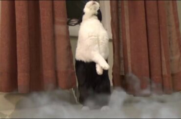 A Rabbit Music Video: 'Till Bun Collapses