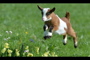 Cute baby goats jumping - Compilation