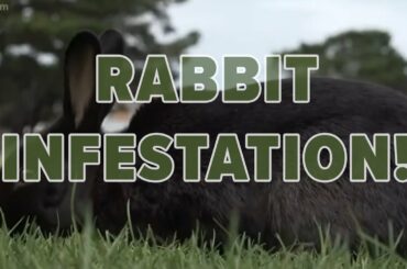 Rabbit infestation in Cannon Beach