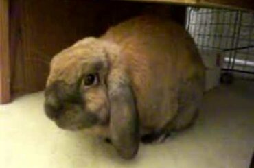 Medusa the rabbit, Thumping