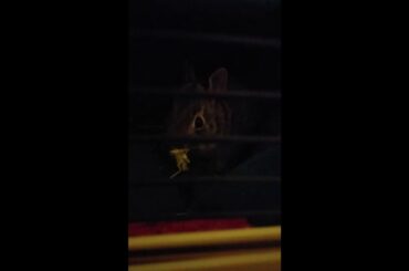 Cute baby bunnies saved from the rain eating dandelions.