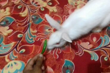 Chilli vs Rabbit।Eaperiment with cute Rabbit।Animals for kids