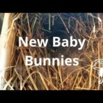 Baby Bunnies! | VLog | Major Impact Farm