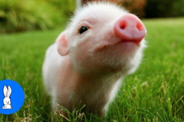Cute Baby Micro Teacup Pig - BEST Compilation!
