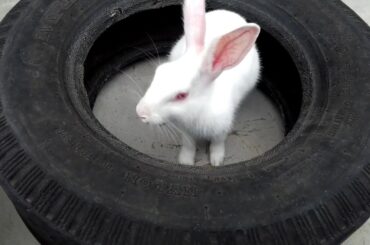 Tyre vs rabbit।Experiment tyre vs rabbit ।cute animal try to release