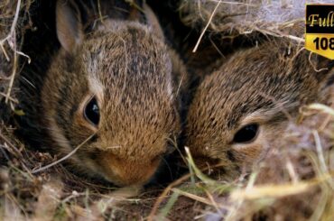 Rabbit - Funny Baby rabbit videos - cute baby rabbit | cute bunnies animals