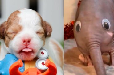 Cute baby dog animals videos compilation cute moment of the animals / Cute Galaxy