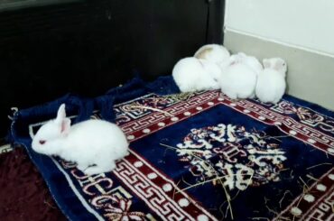 have you ever seen baby bunnies doing binky,, cute 16  days old babies doing binky