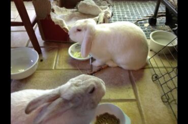 Cute Rabbit Time Lapse