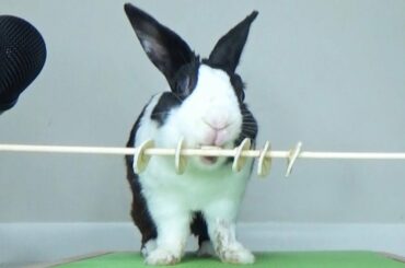 Rabbit eating banana slices ASMR