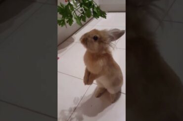 Funny And Cute Rabbit - Królik Chrupek
