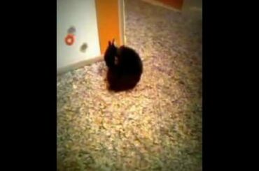 Cute baby bunny exploring!