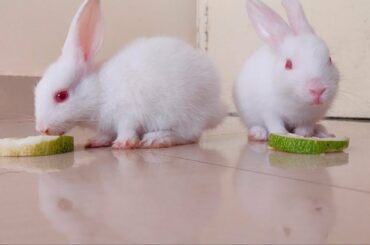 Cute Bunny Rabbits How To Eat Cucumber | Bunny Rabbits Video For Kids | Rabbits Funny Video | Pets