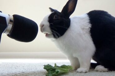Rabbit eating crunchy lettuce ASMR