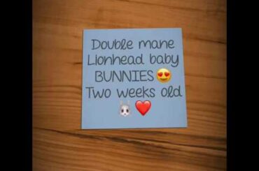 Two week old! Double mane Lionhead Bunnies / Rabbits CUTE BABIES!!!