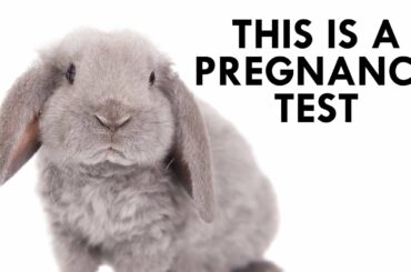 The Secret History of the Rabbit