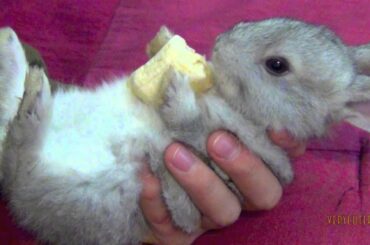 Enjoy this wild cute rabbits🐇🐰