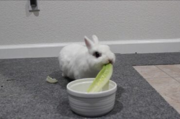 Cute Rabbit Eating Lettuce ASMR