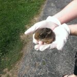 5/13/2015 -- :) Freeing a trapped baby rabbit (bunny) in St. Louis City -- Moments of Zen :)
