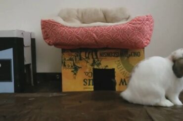 Try Not To Laugh -  Cute Rabbit Funny Jump!