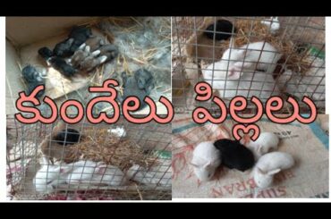 Rabbit bunnies,kittens,babies.