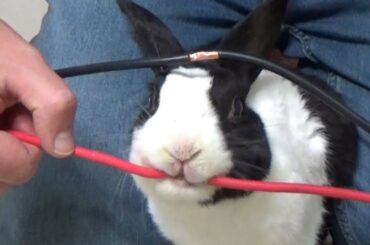 RABBITS ARE COLOR BLIND