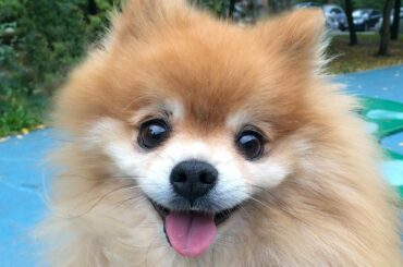 Most Adorable Cute and Fluffy Animals Compilation