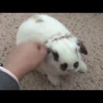 Cute Baby Rabbit demands petting!