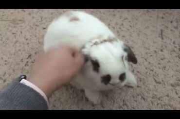 Cute Baby Rabbit demands petting!