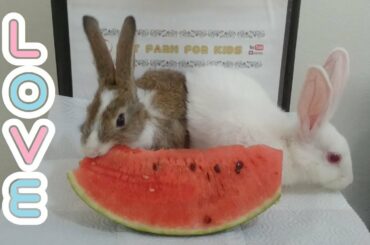 Rabbit eating watermelon ASMR - Rabbit romeo and Rabbit juliettt