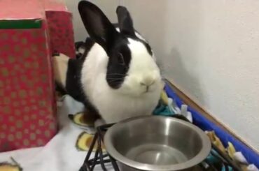 Cute Rabbit drinking water!