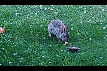 Cute Rabbit Visits Everyday and Waits for it's Slice of Bread