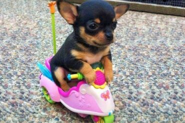 Super Cute Baby Animals 🔴 Funny Cats and Dogs Videos Compilation (2019) Perros y Gatos Recopilación