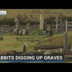 Colony of rabbits causing havoc in Kerry graveyard