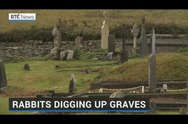Colony of rabbits causing havoc in Kerry graveyard
