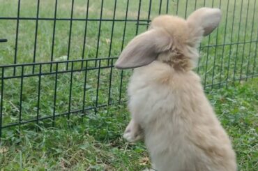 Baby Bunny Play Time