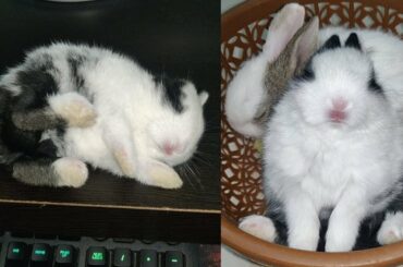 ये देखो खरगोश की नौटंकी | Naughty Cute Rabbit Sleeping [ Funny Rabbits Video ] Cute Bunny Rabbits