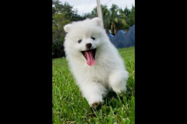 Cute baby animals Videos Compilation cute moment