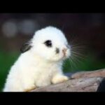 Cute lovely bunnies!!!!! ❤️❤️❤️❤️❤️❤️