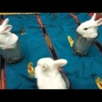 Baby Rabbits in Glass | Cute Funny Rabbit