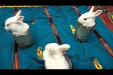 Baby Rabbits in Glass | Cute Funny Rabbit