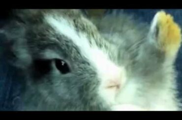 Cute little baby rabbit Olive