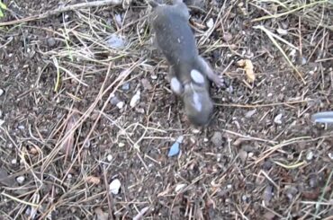 Not Rats Baby Bunny Rabbits Found!