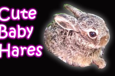Cute baby hares in our yard - Come see!