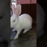 Funny Baby Bunny Rabbit Videos   - Cute Rabbits